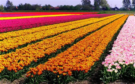 Photo Collection from Tulip Fields | Best Wallpaper Views