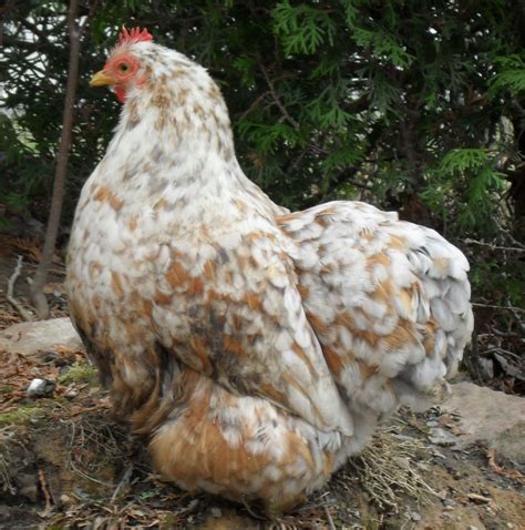 My Blue Mille Fleur Bantam Cochin | Chicken Breeds