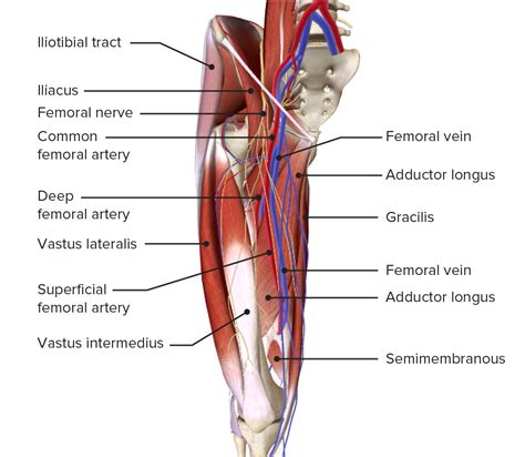 Thigh: Anatomy | Concise Medical Knowledge