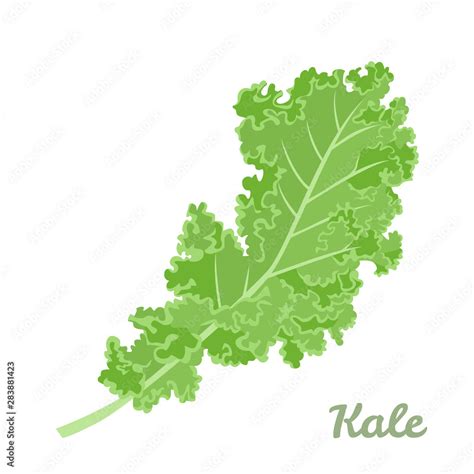 Kale cabbage isolated on white background. Vegetable superfood vector ...