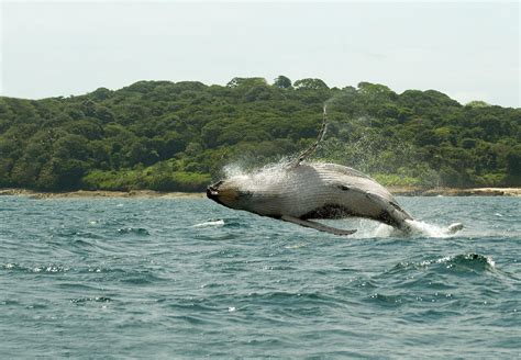 Finding the flora and fauna of Panama - Lonely Planet