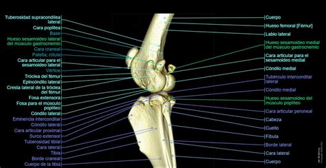 Anatomía de la rodilla del perro en IRM - anatomía normal | vet-Anatomy