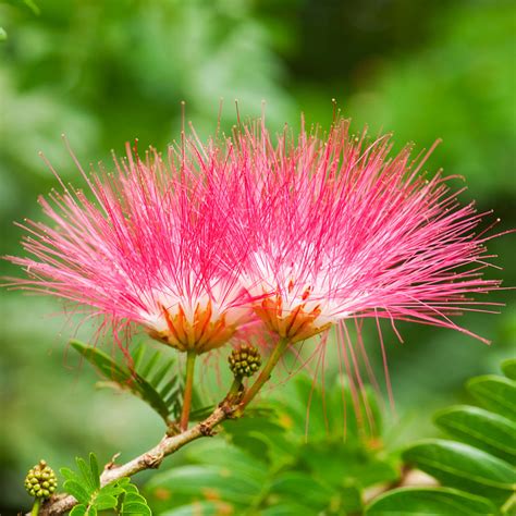 Cold Hardy Mimosa Trees for Sale | BrighterBlooms.com