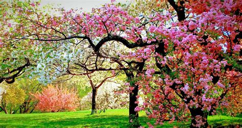 nature wallpaper full hd,tree,flower,plant,spring,blossom (#21920 ...