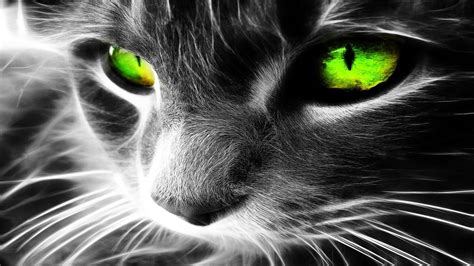 Green Cat HD wallpaper