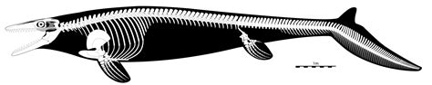 ArtStation - Mosasaurus hoffmannii Skeletal Reconstruction