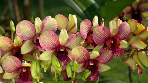 Bunga Anggrek Dendrobium - De Orchids