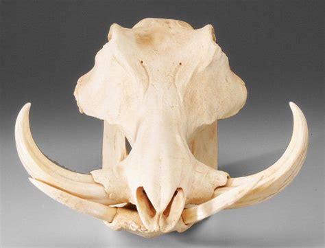 0767: Wild Boar Skull : Lot 767 | Animal skulls, Skull and bones, Wild boar