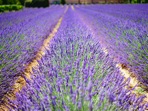 Norfolk Lavender | Visit Norfolk