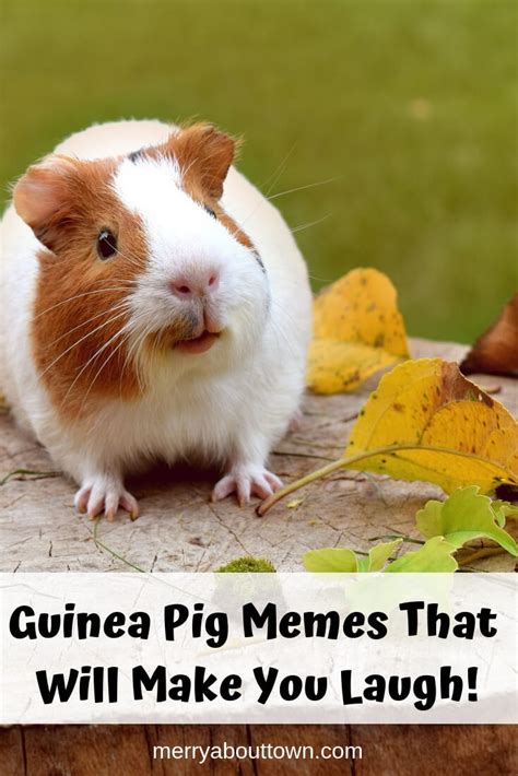 Guinea Pig Memes That Will Make You Laugh! - Merry About Town