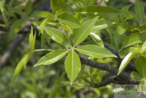 Baobab leaves: growing in spring - Baobab