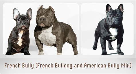 15 Most Popular French Bulldog Mix Dogs - PetHelpful