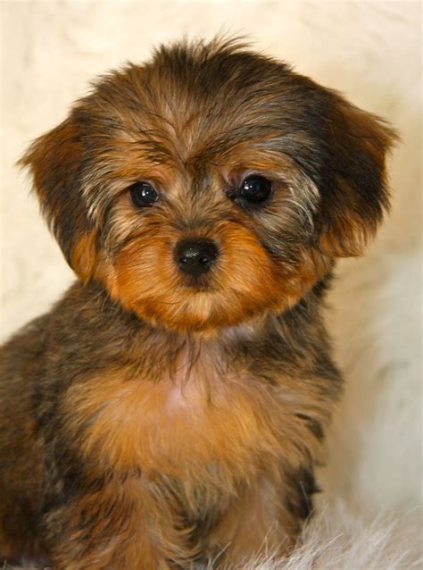 Adorable White Yorkie Poo Puppies