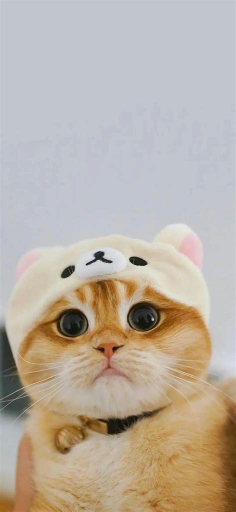 963 Wallpaper Kucing Lucu Imut free Download - MyWeb