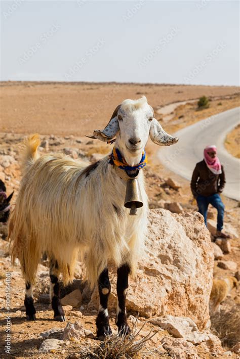 Goat Farmer Stock Photo | Adobe Stock