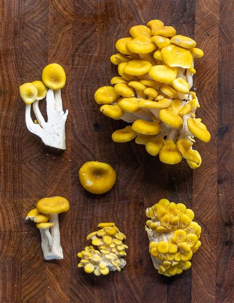 Foraging Golden Oyster Mushrooms (Pleurotus citrinopileatus)