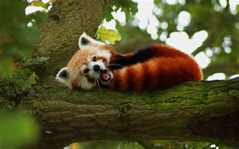 Red Panda HD Wallpapers Backgrounds Wallpaper | Roter panda, Kleiner ...