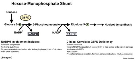 HMP Shunt - Biochemistry - Medbullets Step 1