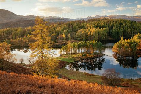 Autumn afternoon light at Tarn Hows, Lake District National Park ...