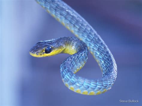 "Blue - Green Tree Snake" by Steve Bullock | Redbubble