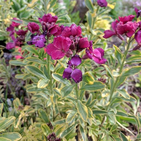 Erysimum 'Honeyberry', Wallflower 'Honeyberry' in GardenTags plant ...