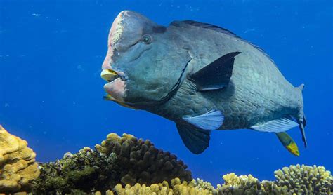 Giant Bumhead Parrotfish eat coral and poop out many pounds of sand per ...