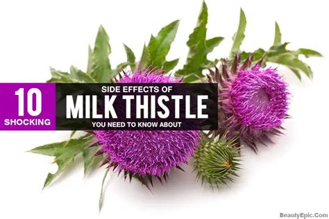 10 Shocking Side Effects of Milk Thistle You Need To Know About