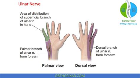 Ulnar Nerve Sensory Distribution