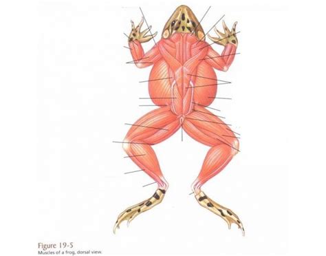 Dorsal frog muscles Diagram | Quizlet