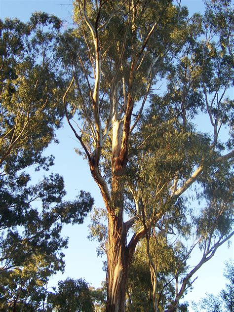 File:Eucalyptus tree.jpg