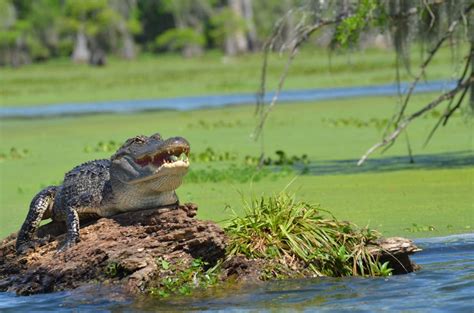 Self-Driving Tour Through Cajun Country Itinerary — Beyond the Bayou Tours