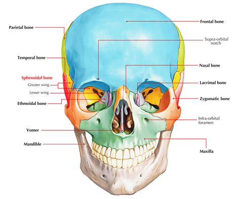 Sphenoid Bone – Earth's Lab