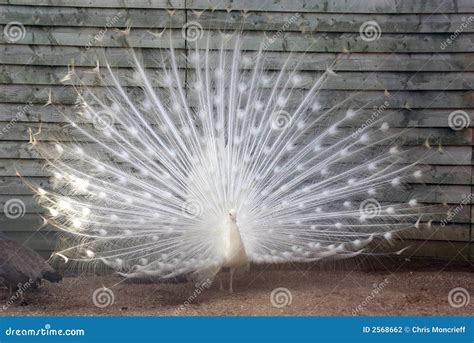 White Peacock With Feathers Sp Stock Photo - Image of crown, animals ...