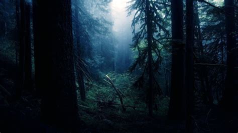 Night In Forest Wallpapers - Wallpaper Cave