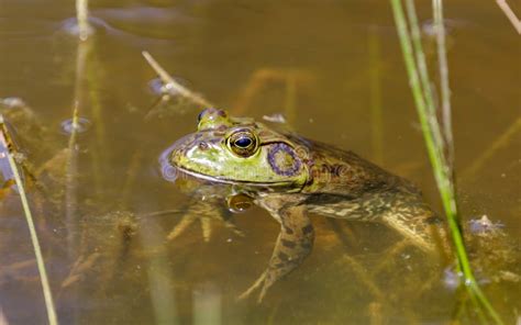 American Bullfrog in Natural Aquatic Habitat Stock Photo - Image of ...