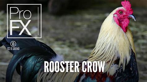 Rooster Crows Animal Sound Effects ProFX Sound, Sound Effects, Free ...