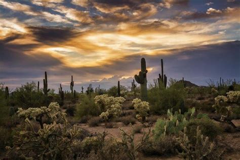 5 Things You Need to Know About the Sonoran Desert in Arizona