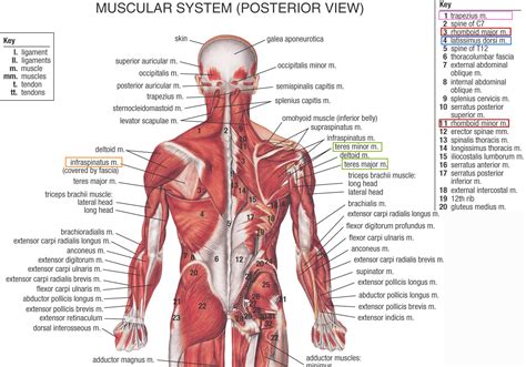 Muscle Anatomy Posterior Human Anatomy Muscles Of The Back Muscular ...