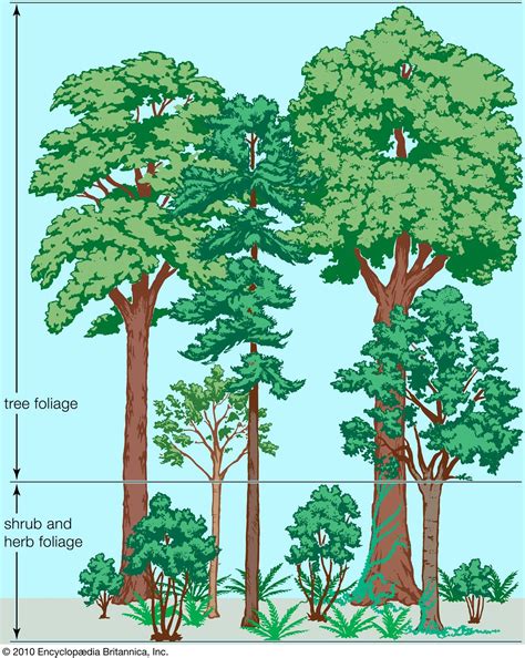 Temperate Deciduous Forest Location