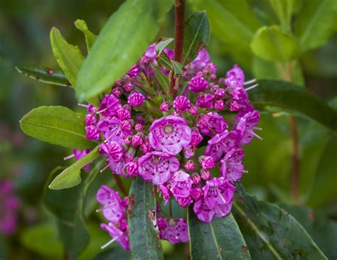 Sheep Laurel | Kalmia angustifolia