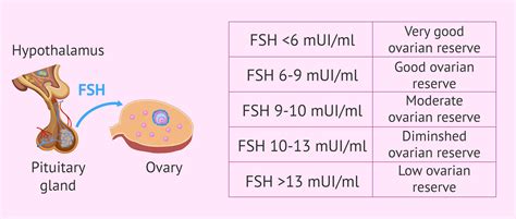 FSH Hormone: What Are Its Functions And Normal Values?, 50% OFF