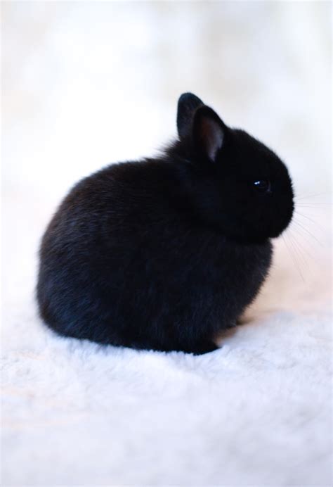 Adorable Black Bunny | Baby Exotic Animals