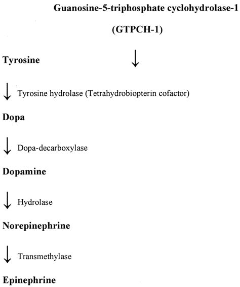 Metabolic pathway of dopamine synthesis in the brain [19]. | Download ...