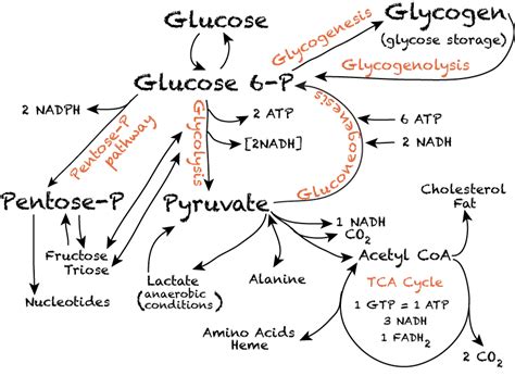 Metabolic Pathways Of Proteins Carbohydrates And - buickcafe.com