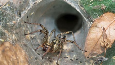 Anti-Cancer Properties Found in a Deadly Australian Arachnid - NFCR