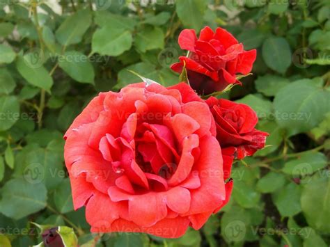 A red rose. Garden Flower 9857171 Stock Photo at Vecteezy