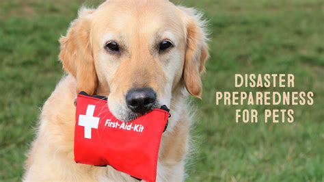 Disaster Preparedness for Pets - Supreme Source