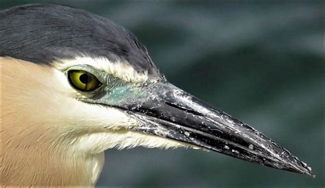 Nankeen Night Heron 'australasiae' | BirdForum