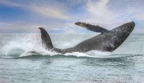 Whale watching and boat tours, San Luis Obispo, Pismo Beach, Avila ...