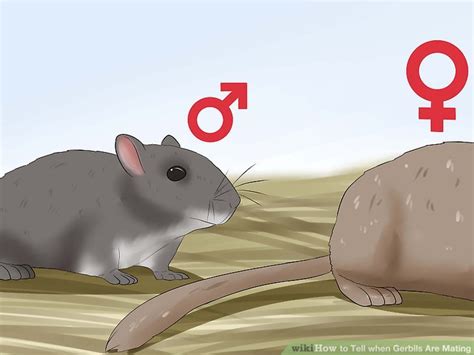 3 Ways to Tell when Gerbils Are Mating - wikiHow